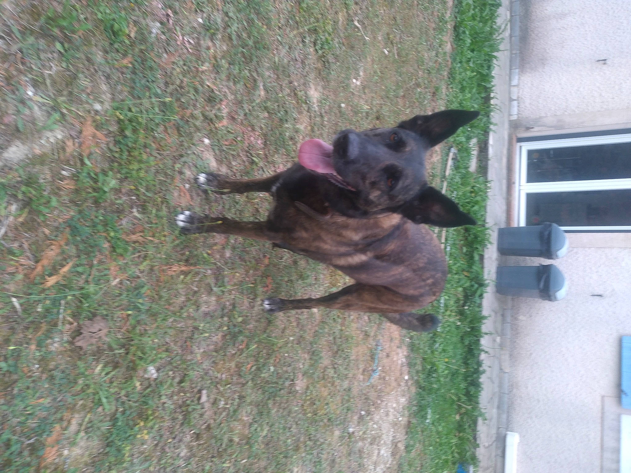 Olympe a rejoint le concours — aidez-le/la à gagner de superbes lots ! canidae, carnivore, collar, companion_dog, dog, dog_breed, dog_collar, dog_supply, east_european_shepherd, fawn, felidae, grass, guard_dog, old_german_shepherd_dog, snout, sporting_group, tail, window, working_animal, working_dog