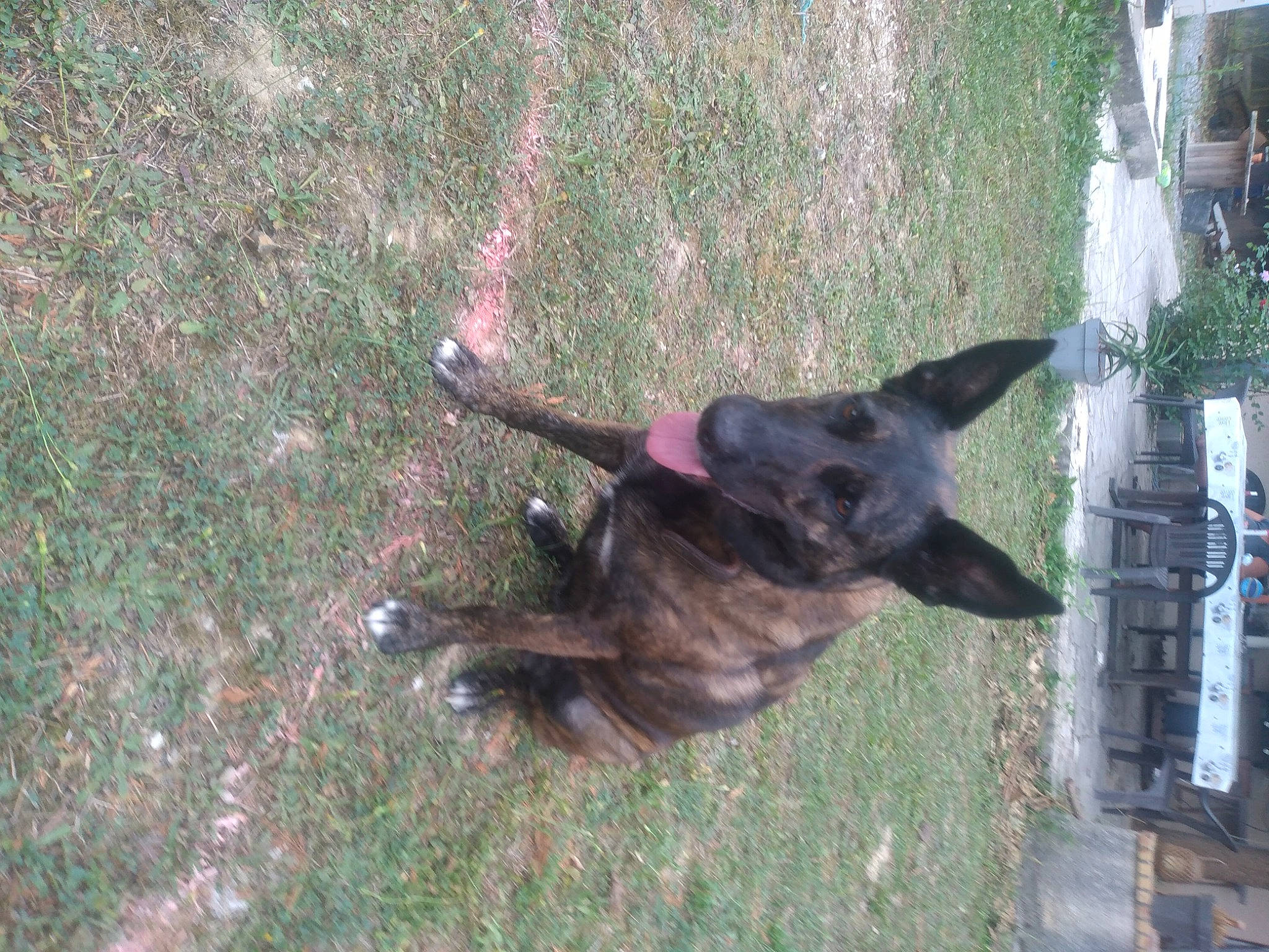 Olympe a rejoint le concours — aidez-le/la à gagner de superbes lots ! canidae, carnivore, collar, companion_dog, dog, dog_breed, dog_collar, east_european_shepherd, fawn, german_shepherd_dog, grass, liver, old_german_shepherd_dog, pet_supply, plant, snout, sporting_group, tail, working_animal, working_dog