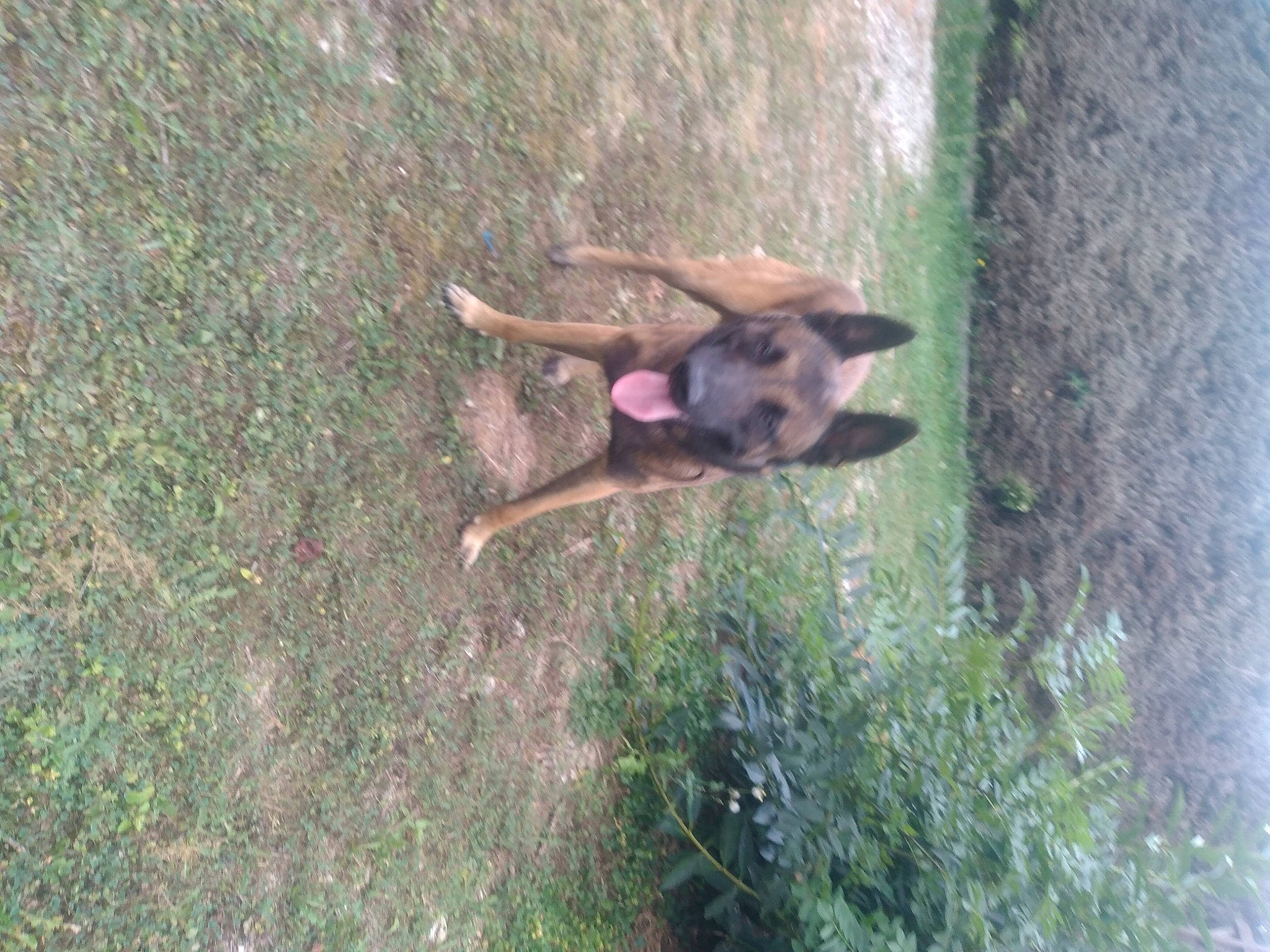 Simba participe au concours pour gagner de l'argent avec cette photo : canidae, carnivore, dog, dog_breed, fawn, grass, old_german_shepherd_dog, plant, soil, sporting_group, tail, terrestrial_animal, tree, wildlife, working_dog