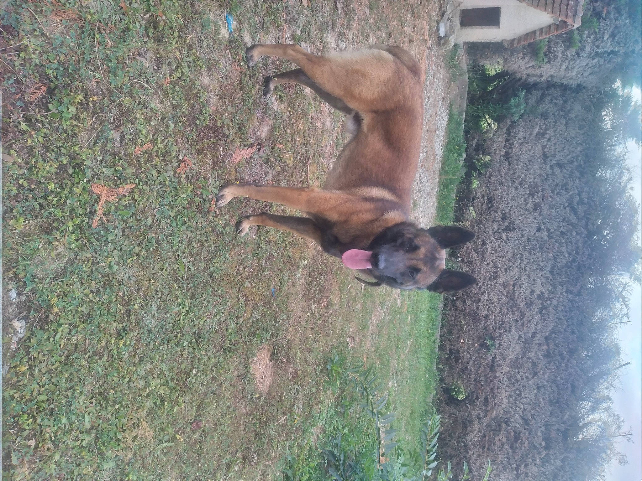 Simba participe au concours pour gagner de l'argent avec cette photo : canidae, carnivore, dog, dog_breed, fawn, grass, hunting_dog, liver, plant, snout, soil, sporting_group, tail, terrestrial_animal, water, wildlife, working_animal