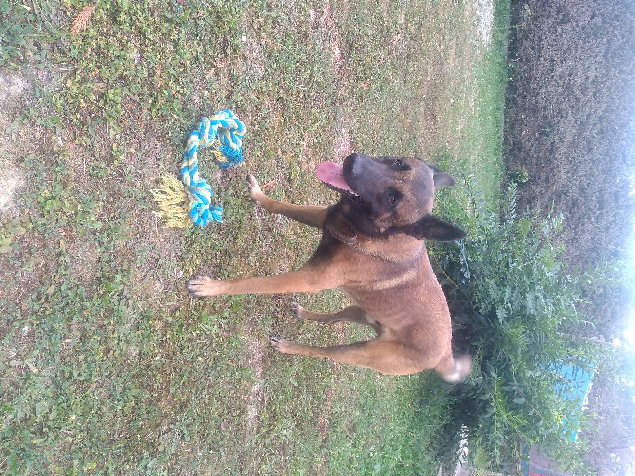 Simba a rejoint le concours — aidez-le/la à gagner de superbes lots ! canidae, carnivore, companion_dog, dog, dog_breed, east_european_shepherd, fawn, german_shepherd_dog, grass, guard_dog, old_german_shepherd_dog, pet_supply, plant, snout, soil, sporting_group, tail, tree, working_animal, working_dog