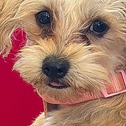 Theresa Cordova joined the competition — help win amazing prizes! dog, puppy, terrier, small_dog, fluffy_fur, tan_fur, scruffy, portrait, close_up, face, eyes, black_nose, tongue, pink_collar, red_background, pet, cute, adorable, looking_at_camera, animal_photography