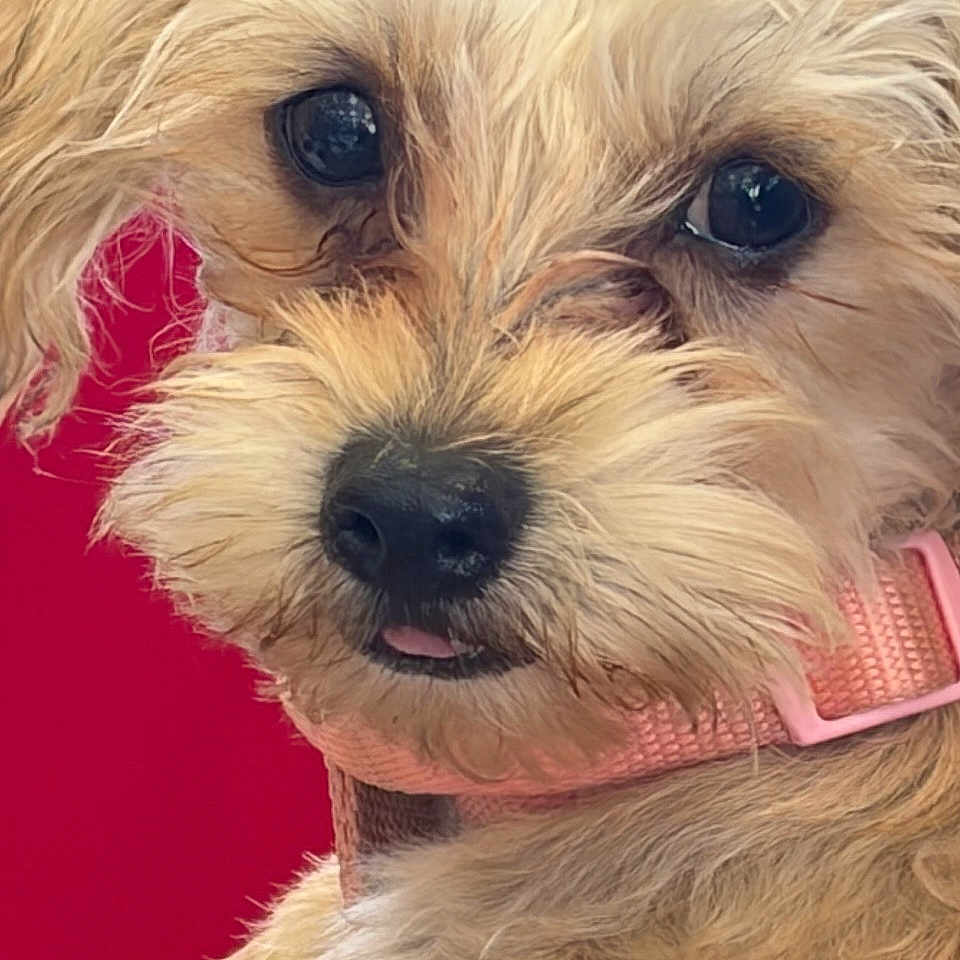 Theresa Cordova joined the competition — help win amazing prizes! dog, puppy, terrier, small_dog, fluffy_fur, tan_fur, scruffy, portrait, close_up, face, eyes, black_nose, tongue, pink_collar, red_background, pet, cute, adorable, looking_at_camera, animal_photography