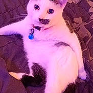 Lola is registered to the contest to win money with this photo: cat, white_cat, black_spots, indoor, collar, blue_bell, blanket, relaxed, lounging, fur, pet, animal, cute, whiskers, ears, tail, floor, comfortable, resting, close_up