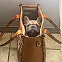 Miklo is registered to the contest to win money with this photo: dog, puppy, french_bulldog, handbag, tote_bag, tile_floor, indoor, wall, ears, brown, leather, bag_handle, pet, curious, staring, portrait, small_dog, floor_tile, home_interior, accessory