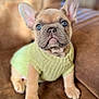 Miklo joined the competition — help win amazing prizes! dog, puppy, french_bulldog, pet, sweater, knitwear, couch, indoor, portrait, blue_eyes, ears, paws, close_up, shallow_depth_of_field, adorable, companion, living_room, soft_texture, whiskers, looking_up