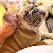 Miklo joined the competition — help win amazing prizes! dog, puppy, french_bulldog, pet, close_up, portrait, ear, eyes, wrinkles, sitting, human_hand, lap, indoor, couch, blurred_background, adorable, cute, brown_fur, nuzzle, companion