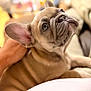 dog, puppy, french_bulldog, pet, close_up, portrait, ear, eyes, wrinkles, sitting, human_hand, lap, indoor, couch, blurred_background, adorable, cute, brown_fur, nuzzle, companion