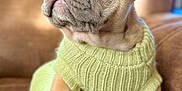 Miklo is registered to the contest to win money with this photo: dog, puppy, french_bulldog, sweater, green_sweater, couch, indoor, portrait, blue_eyes, ears, paws, sitting, close_up, fur, pet, domestic_animal, cute, cozy, knitted, shallow_depth_of_field