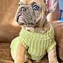 dog, puppy, french_bulldog, sweater, green_sweater, couch, indoor, portrait, blue_eyes, ears, paws, sitting, close_up, fur, pet, domestic_animal, cute, cozy, knitted, shallow_depth_of_field