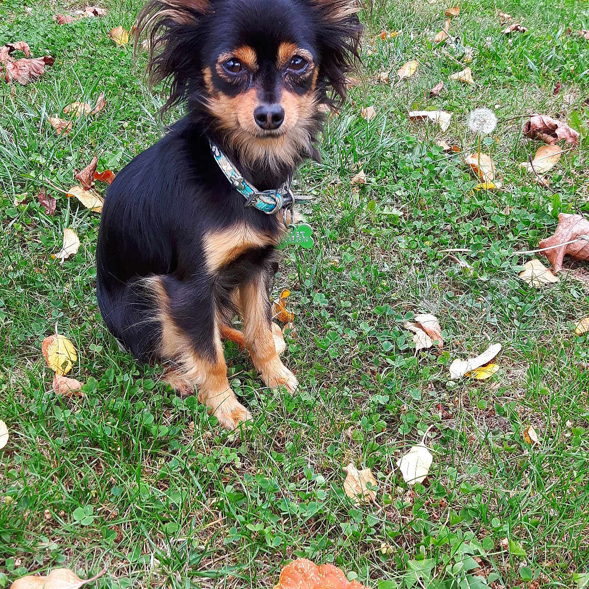Jasper