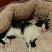 Rey is registered to the contest to win money with this photo: adorable, animal, black_and_white, cat, cozy, cute, domestic_cat, feline, fur, indoor, kitten, paw, pet_bed, pink_nose, relaxed, resting, sleeping, soft, whiskers, young