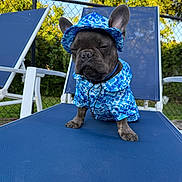 Nico joined the competition — help win amazing prizes! animal, blue_clothing, canine, cute, daylight, dog, expression, fashion, fence, french_bulldog, greenery, hat, hoodie, lounge_chair, outdoor, pet, portrait, relaxing, sitting, summer