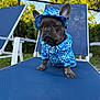 animal, blue_clothing, canine, cute, daylight, dog, expression, fashion, fence, french_bulldog, greenery, hat, hoodie, lounge_chair, outdoor, pet, portrait, relaxing, sitting, summer