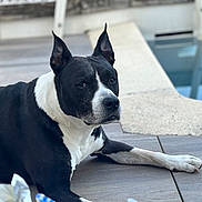 Kayser participe au concours pour gagner de l'argent avec cette photo : dog, black_and_white, canine, pet, outdoor, wooden_deck, resting, ears_up, looking_away, animal, mammal, companion, relaxed, daylight, furniture, pool, quiet, calm, alert, home
