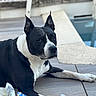 dog, black_and_white, canine, pet, outdoor, wooden_deck, resting, ears_up, looking_away, animal, mammal, companion, relaxed, daylight, furniture, pool, quiet, calm, alert, home