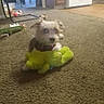 Chico joined the competition — help win amazing prizes! dog, blue_eyes, plush_toy, carpet, indoor, living_room, kitchen, toy, pet, furniture, chair, floor, household, playful, cute, small_dog, animal, domestic, relaxed, cozy
