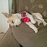 Chico joined the competition — help win amazing prizes! dog, sleeping, couch, pet, indoor, small_dog, pink_harness, fur, relaxing, canine, animal, resting, domestic, home, furniture, cozy, laying_down, cute, ears, snout