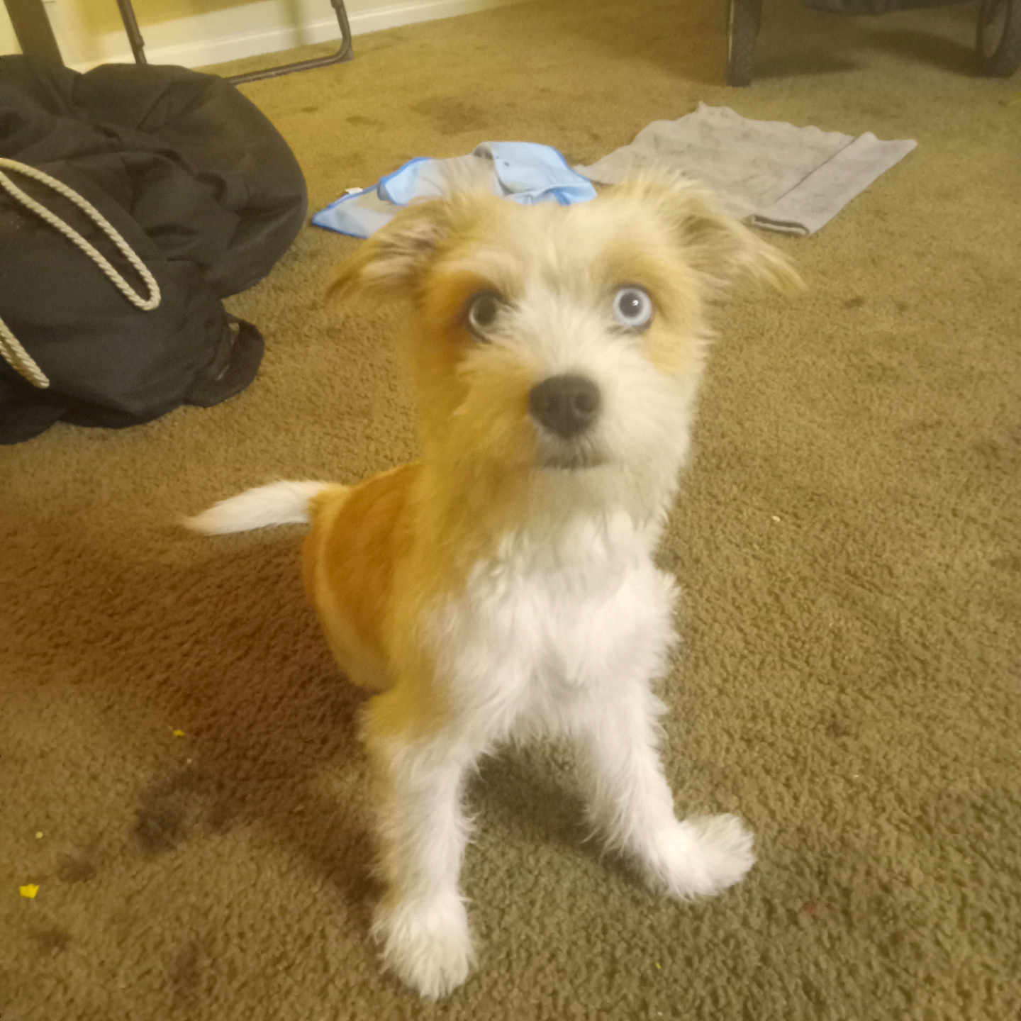 Chico
