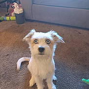 Chico joined the competition — help win amazing prizes! dog, blue_eyes, carpet, living_room, couch, toy, pet, fur, sitting, indoor, attentive, animal, cute, small_dog, white_fur, tan_fur, ears, tail, nose, floor