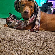 Leroy Brown joined the competition — help win amazing prizes! animal, brown_dog, carpet, casual, cozy, curious, dog, ears, eyes, fabric, fur, green_screen, headwear, indoor, laying_down, pet, plaid_scarf, room, scarf, snout