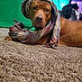 animal, brown_dog, carpet, casual, cozy, curious, dog, ears, eyes, fabric, fur, green_screen, headwear, indoor, laying_down, pet, plaid_scarf, room, scarf, snout
