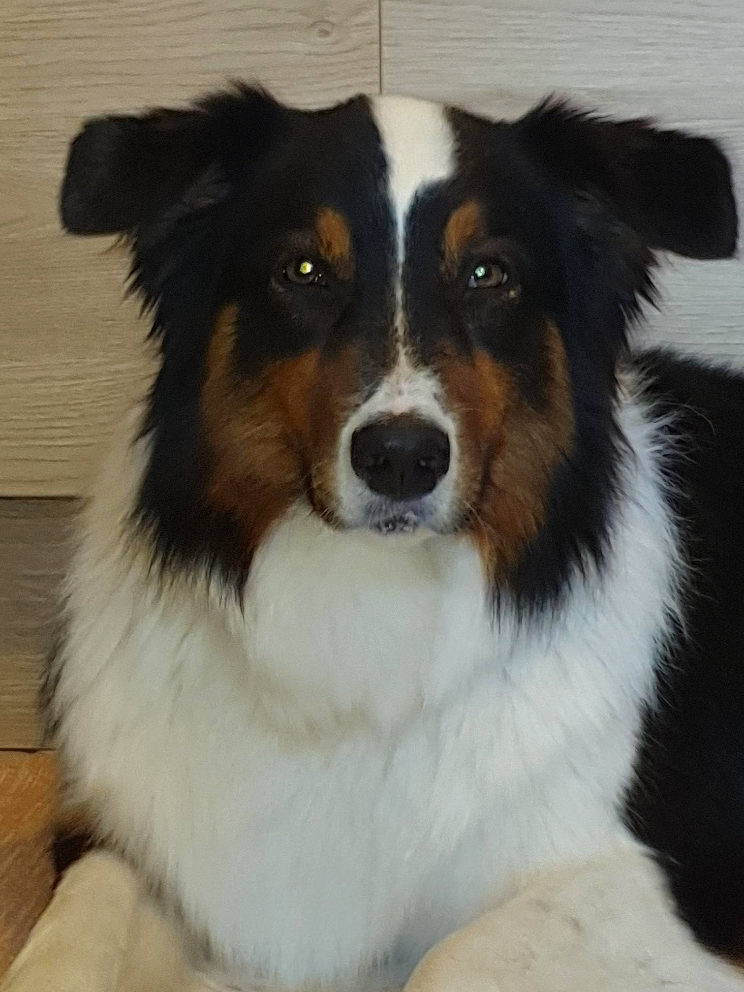 Tara a rejoint le concours — aidez-le/la à gagner de superbes lots ! ancient_dog_breeds, australian_collie, canidae, carnivore, collie, companion_dog, dog, dog_breed, fur, herding_dog, rough_collie, snout, sporting_group, terrestrial_animal, whiskers, working_animal, working_dog