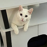 Snowball is registered to the contest to win money with this photo: cat, white_cat, heterochromia, furniture, shelf, indoor, pet, animal, cute, relaxed, looking_at_camera, modern, home, cozy, portrait, whiskers, ears, paws, resting, curious