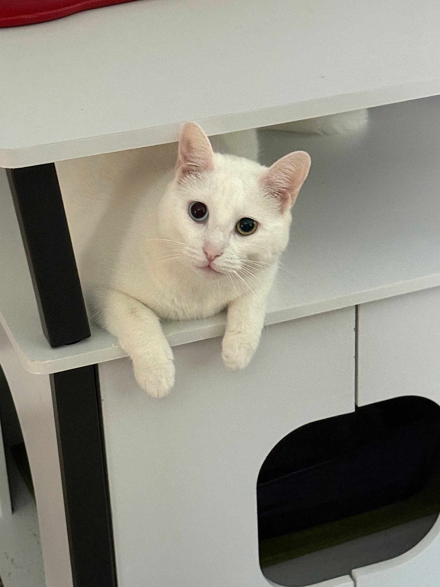 Snowball