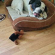 Remy Jay joined the competition — help win amazing prizes! dog, dog_bed, bone, stuffed_toy, wooden_floor, bookshelf, books, indoor, pet, black_and_white_dog, chewing, plush_bed, decor, home, furniture, toy, relaxed, animal, floor, resting