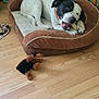 dog, dog_bed, bone, stuffed_toy, wooden_floor, bookshelf, books, indoor, pet, black_and_white_dog, chewing, plush_bed, decor, home, furniture, toy, relaxed, animal, floor, resting