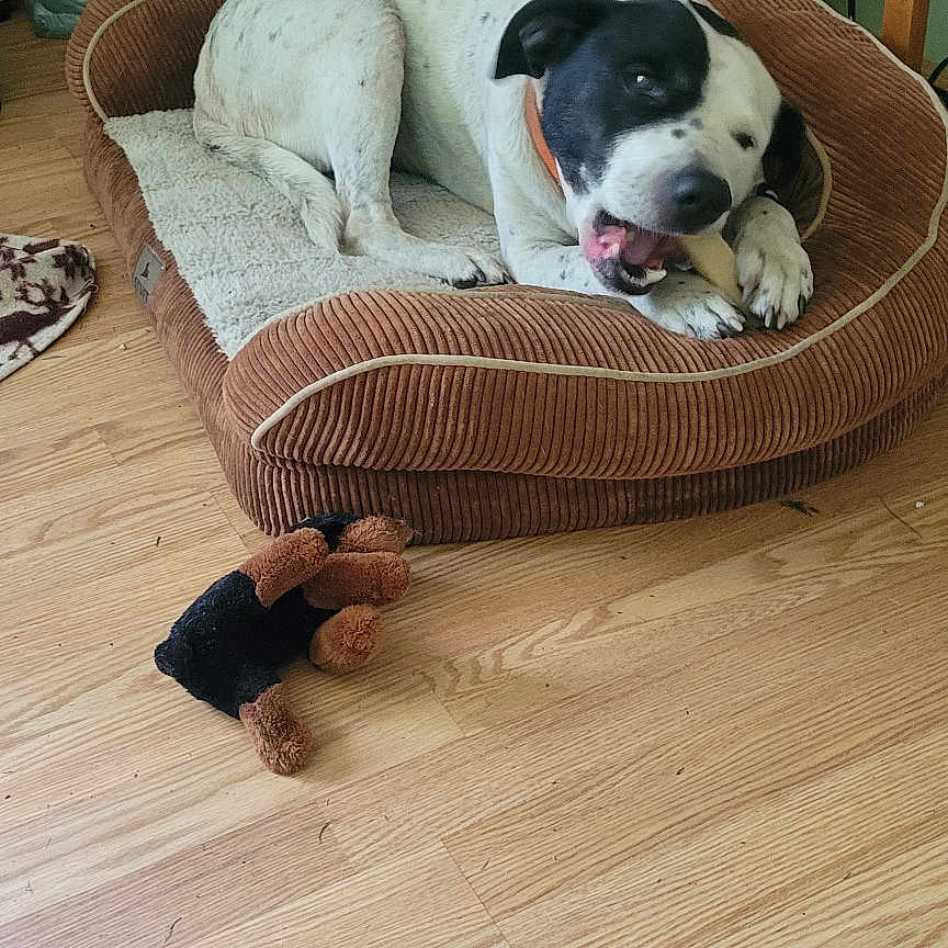 Remy Jay joined the competition — help win amazing prizes! animal, black_and_white_dog, bone, books, bookshelf, chewing, decor, dog, dog_bed, floor, furniture, home, indoor, pet, plush_bed, relaxed, resting, stuffed_toy, toy, wooden_floor