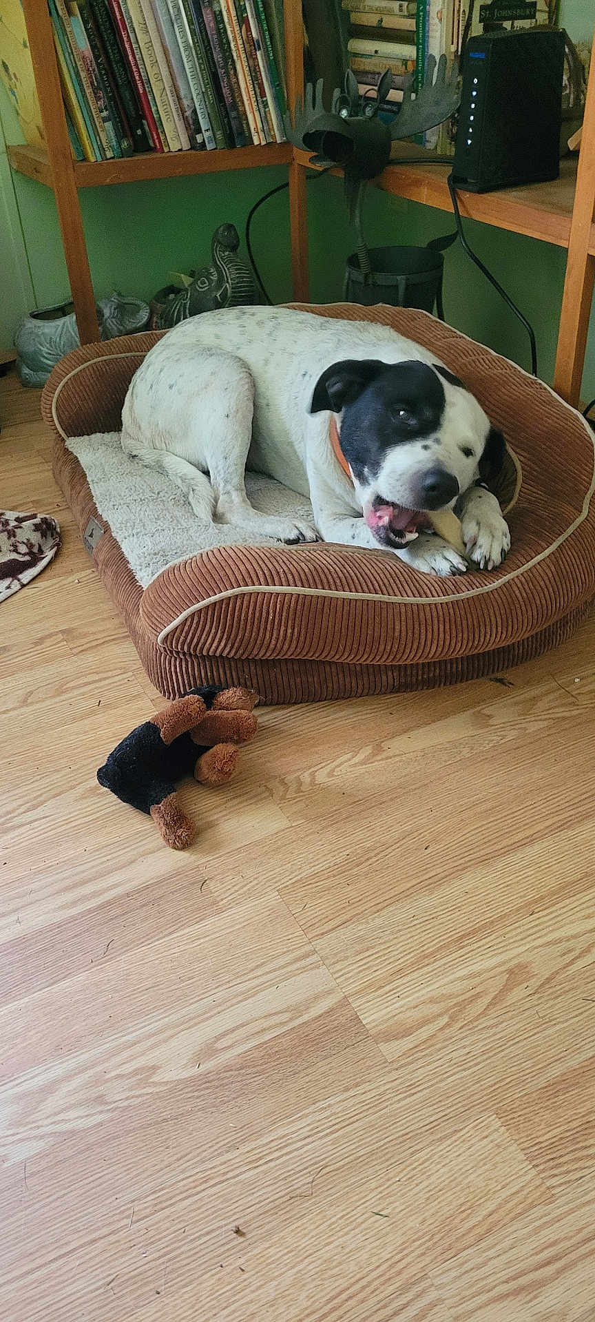 Remy Jay joined the competition — help win amazing prizes! dog, dog_bed, bone, stuffed_toy, wooden_floor, bookshelf, books, indoor, pet, black_and_white_dog, chewing, plush_bed, decor, home, furniture, toy, relaxed, animal, floor, resting