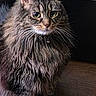 Oliver is registered to the contest to win money with this photo: cat, tabby_cat, long_hair, fluffy, feline, pet, animal, portrait, sitting, indoors, wooden_floor, dark_background, whiskers, green_eyes, ears, fur, collar, bell, close_up, alert