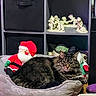 Oliver is registered to the contest to win money with this photo: cat, tabby_cat, pet, feline, animal, indoors, bed, plush_bed, santa_claus, stuffed_toy, holiday, christmas, figurines, shelf, home_decor, gray_fur, whiskers, green_toy, resting, portrait
