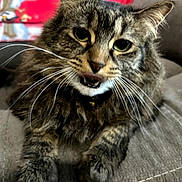 Oliver is registered to the contest to win money with this photo: cat, tabby, fluffy, long_hair, whiskers, green_eyes, tongue_out, sitting, indoor, couch, blanket, portrait, close_up, pet, feline, fur, ears, paws, curious, funny