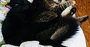 Boo joined the competition — help win amazing prizes! cats, cat, sleeping, cuddling, black_cat, tabby_cat, white_cat, fur, pets, animals, relaxed, cozy, blanket, towel, bed, indoors, hardwood_floor, resting, cute, group
