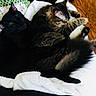 cats, cat, sleeping, cuddling, black_cat, tabby_cat, white_cat, fur, pets, animals, relaxed, cozy, blanket, towel, bed, indoors, hardwood_floor, resting, cute, group