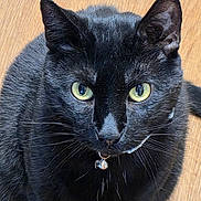 Boo is registered to the contest to win money with this photo: black_cat, cat, feline, pet, animal, portrait, close_up, green_eyes, yellow_eyes, whiskers, ears, fur, black_fur, collar, bell, indoor, wooden_floor, looking_at_camera, symmetrical, cute