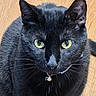 black_cat, cat, feline, pet, animal, portrait, close_up, green_eyes, yellow_eyes, whiskers, ears, fur, black_fur, collar, bell, indoor, wooden_floor, looking_at_camera, symmetrical, cute