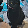 black_cat, cat, feline, pet, animal, sitting, portrait, yellow_eyes, red_collar, whiskers, ears, short_hair, indoor, living_room, rug, wood_floor, furniture, carpet, focused, domestic_animal