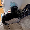 cat, black_cat, pet, animal, feline, lounging, couch, sofa, indoor, living_room, golden_eyes, relaxed, sitting, blanket, skeleton_pattern, humidifier, lamp, cat_food, food_bowls, home_decor