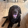 dog, labrador, chocolate_lab, pet, indoor, wooden_floor, happy, smiling, tongue_out, sitting, floor, chair, table, furniture, canine, animal, domestic, looking_up, friendly, companion