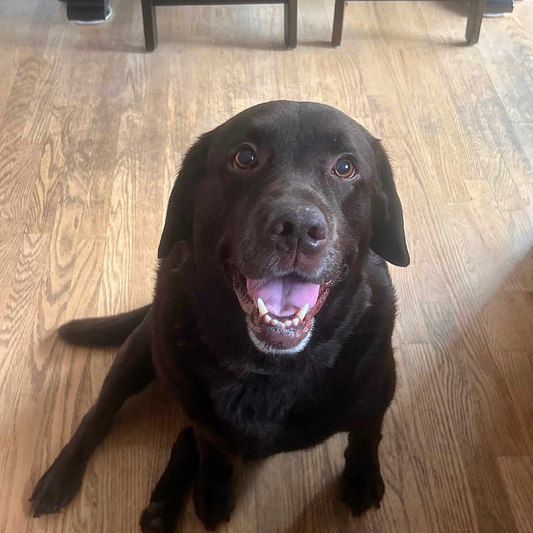 Cocoa