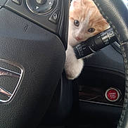 Barnaby joined the competition — help win amazing prizes! kitten, cat, car_interior, steering_wheel, orange_and_white, curious, pet, animal, dashboard, engine_start_button, footwear, paw, close_up, cute, young_animal, vehicle, black_steering_wheel, button, window, daylight