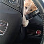 kitten, cat, car_interior, steering_wheel, orange_and_white, curious, pet, animal, dashboard, engine_start_button, footwear, paw, close_up, cute, young_animal, vehicle, black_steering_wheel, button, window, daylight