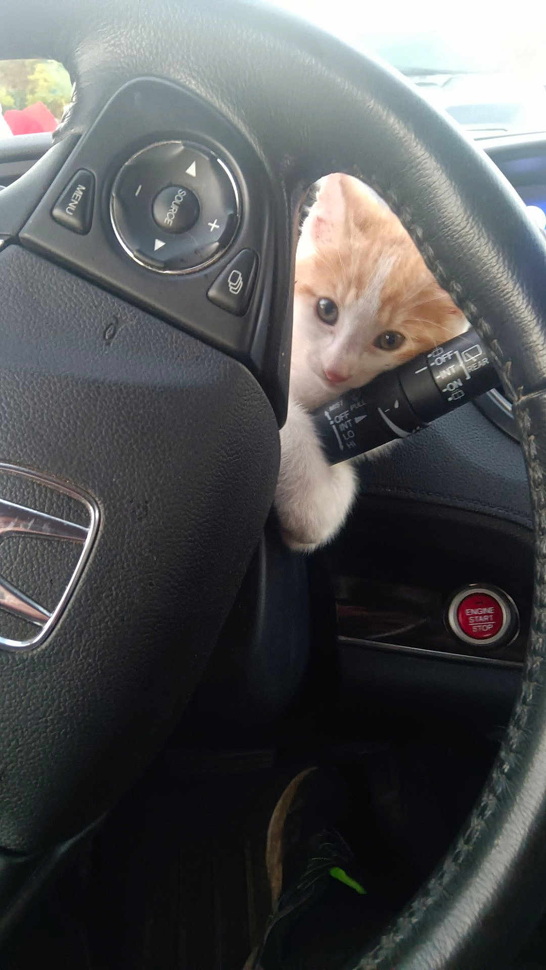 Barnaby joined the competition — help win amazing prizes! kitten, cat, car_interior, steering_wheel, orange_and_white, curious, pet, animal, dashboard, engine_start_button, footwear, paw, close_up, cute, young_animal, vehicle, black_steering_wheel, button, window, daylight