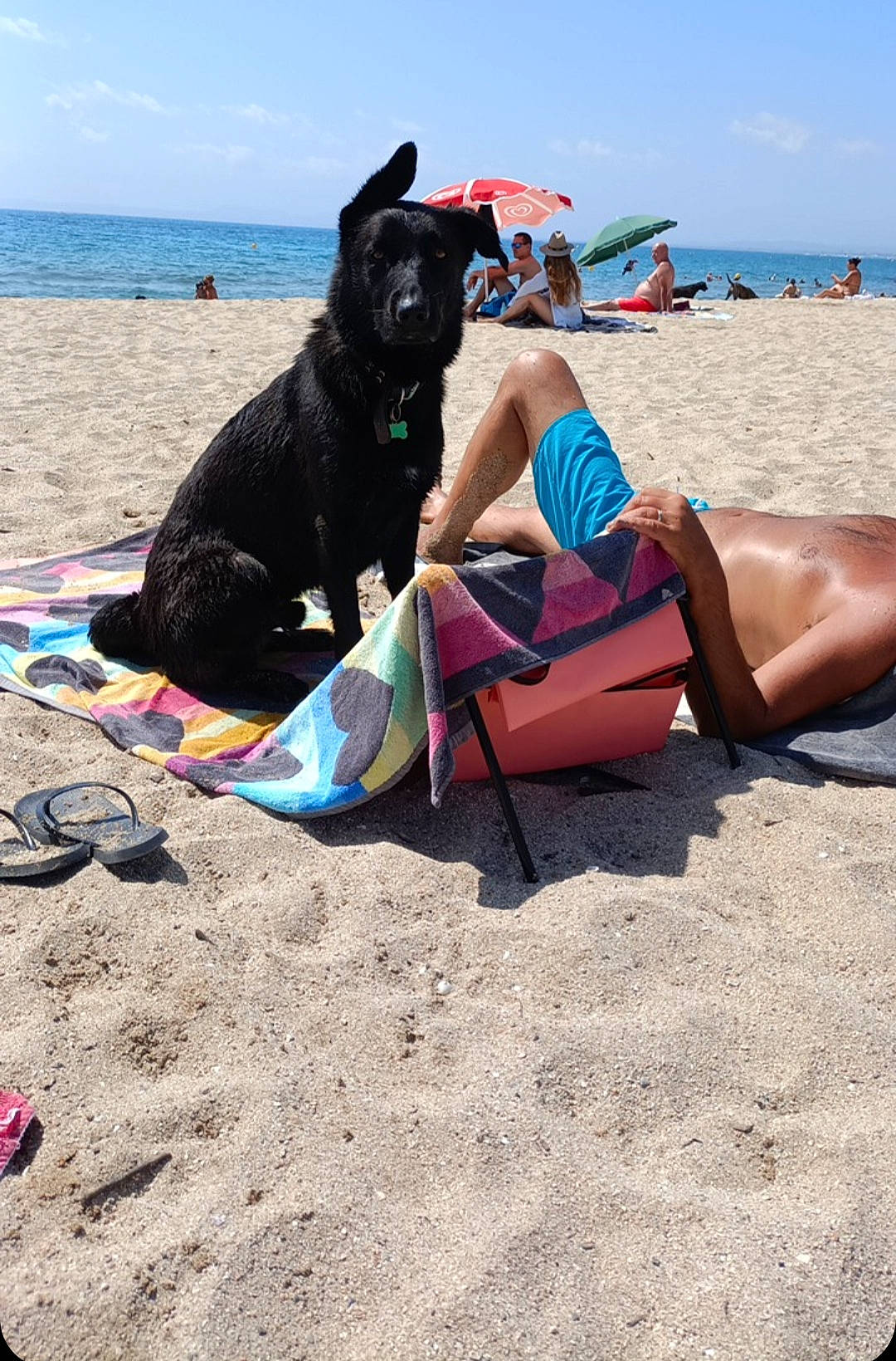 Django a rejoint le concours — aidez-le/la à gagner de superbes lots ! art, beach, body_of_water, carnivore, cloud, dog, dog_breed, event, fun, leisure, people_on_beach, recreation, sand, shorts, sky, summer, swimwear, thigh, travel, water