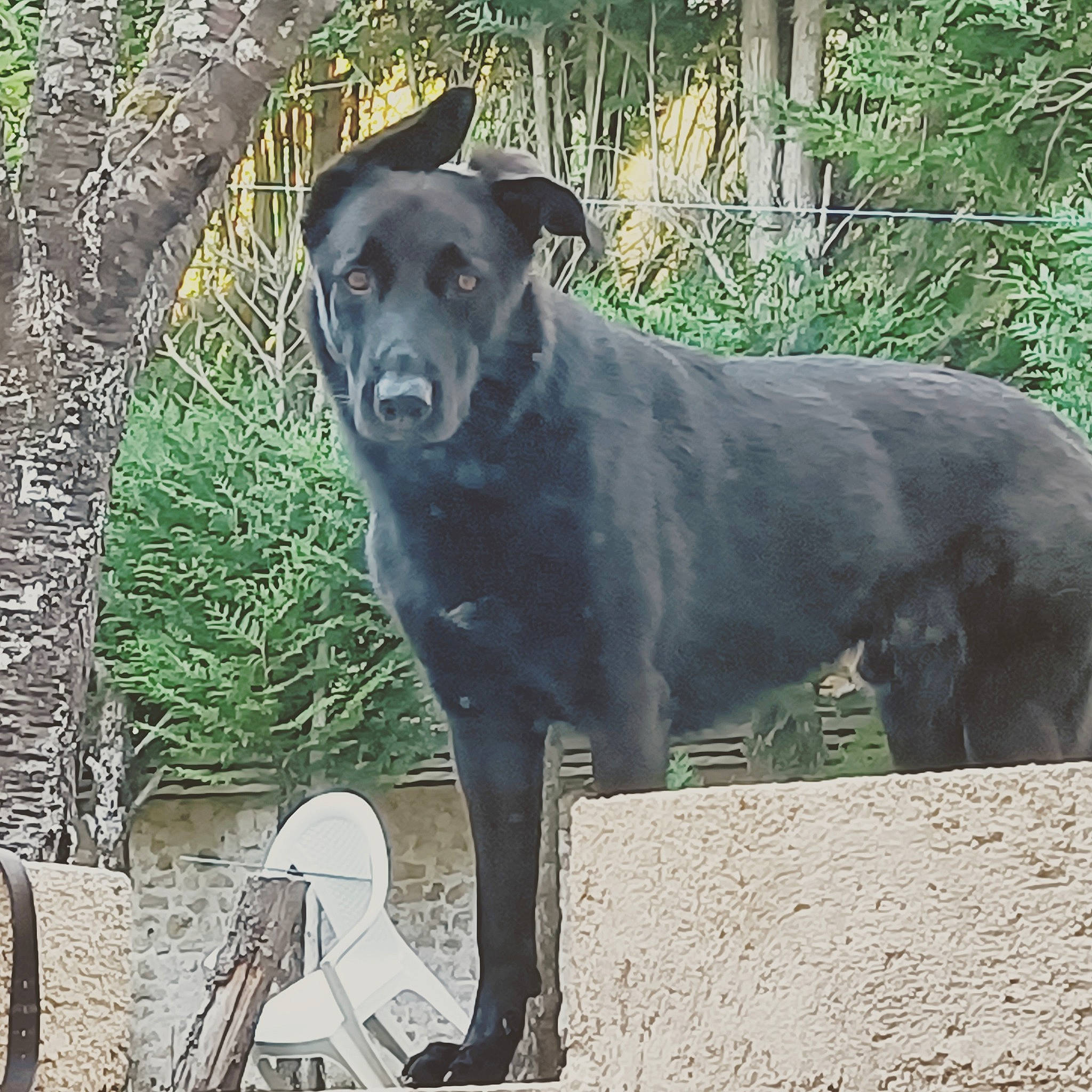 Django participe au concours pour gagner de l'argent avec cette photo : borador, canidae, carnivore, collar, companion_dog, dog, dog_breed, dog_collar, fawn, grass, guard_dog, gun_dog, hunting_dog, plant, snout, sporting_group, tail, terrestrial_animal, tree, working_animal