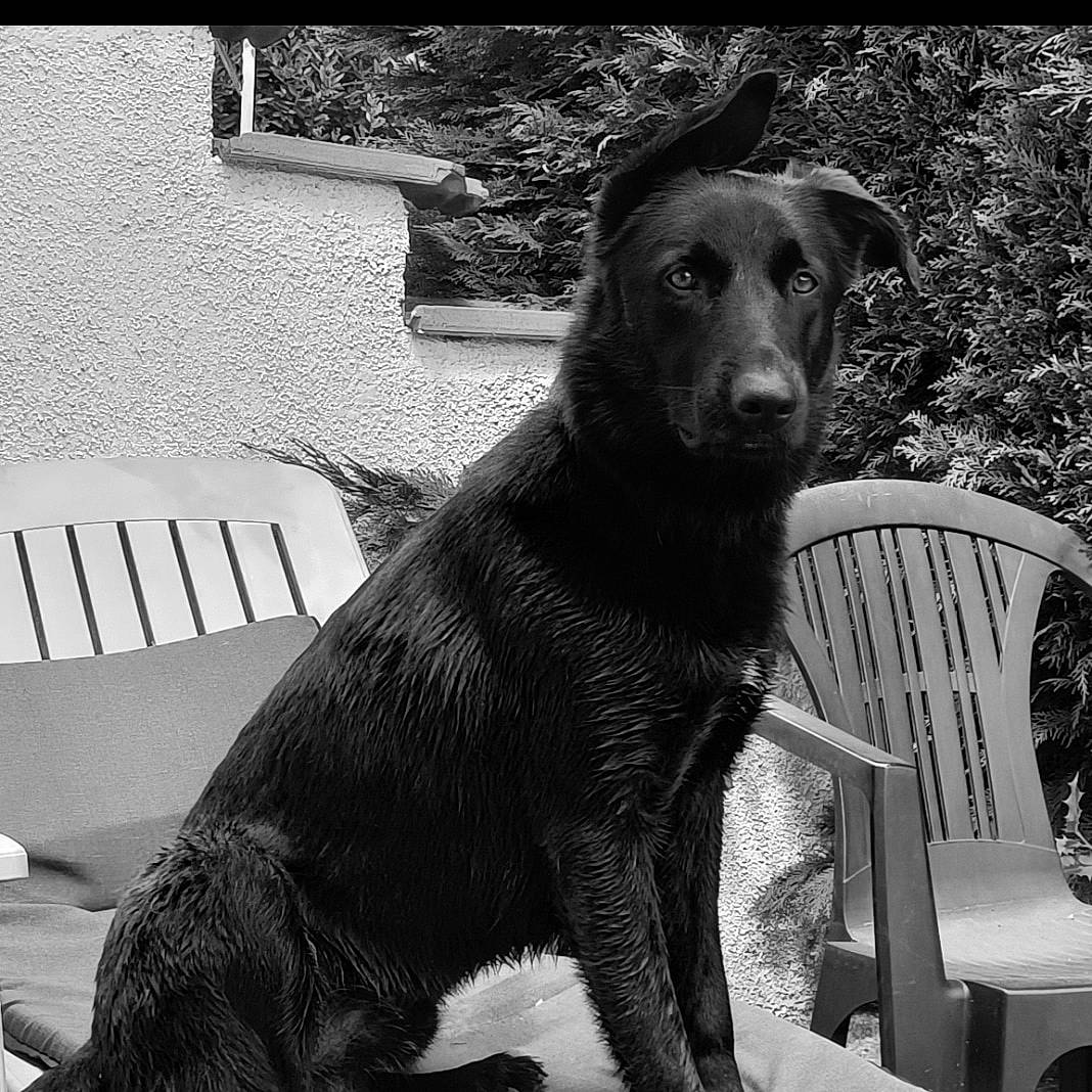 Django participe au concours pour gagner de l'argent avec cette photo : black_and_white, canidae, carnivore, chair, companion_dog, dog, dog_breed, fur, guard_dog, monochrome, monochrome_photography, outdoor_furniture, plant, snout, sporting_group, style, tail, terrestrial_animal, whiskers, working_animal